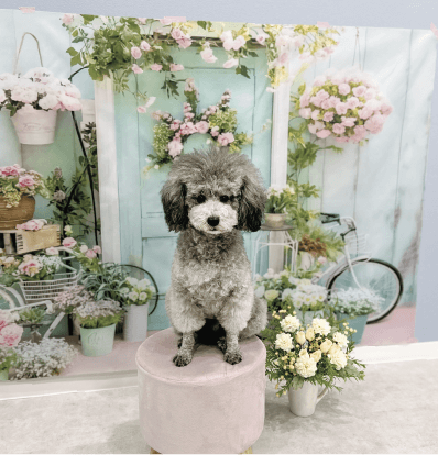 写真ブース